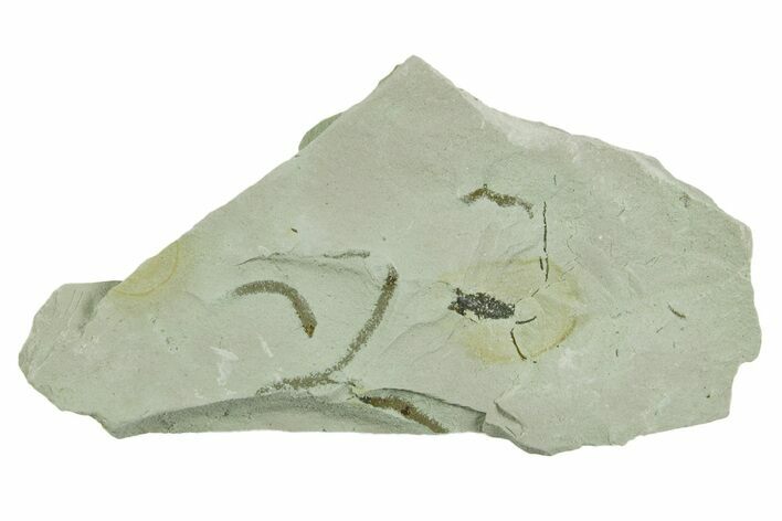 Plate of Silurian Fossil Algae (Kalania) Fossils - Estonia #369711